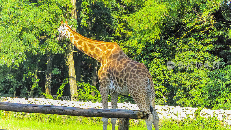 罗得西亚长颈鹿(Giraffa Tippelskirchi)，更广为人知的是Thornicroft的长颈鹿，南卢安瓜，赞比亚，非洲